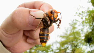 Asian Giant Hornets